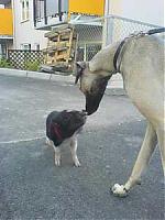 Trulte-og-stor-hundliten