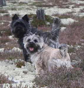 Ja vi vil veldig gjerne tilbake til Sølen altså!