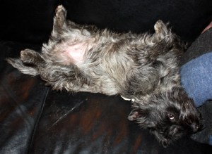 Døh! Det er midt på natta jo!