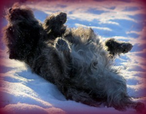 Så glad og fornøyd med rød sløyfe. 