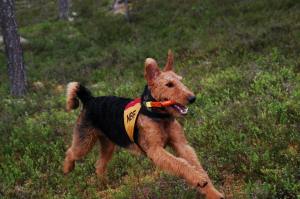 Bilde fra annet sted. 