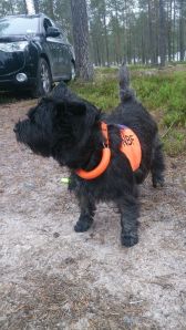 Flere som har gått seg bort?