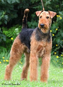 Pappa'n til ChaBlis AD BH FH2 IPO3 Sanjo von Erikson - pen både på utsiden OG på innsiden! 