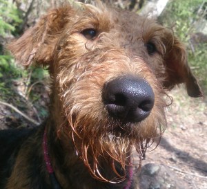 Myrhøl?  Hvem sa Myrhøl? 