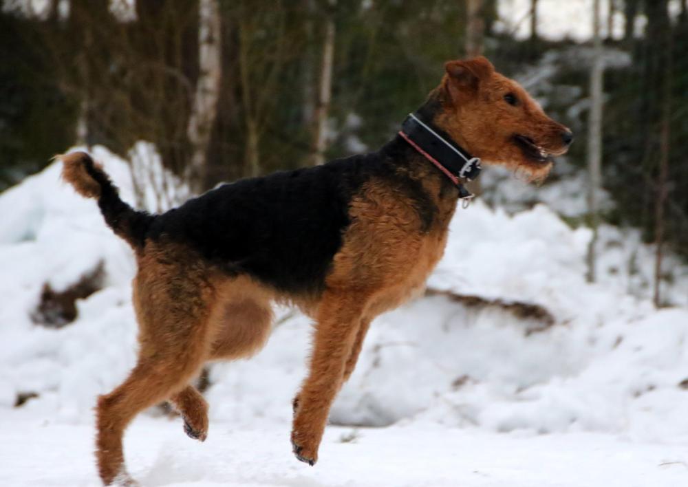 10983107_521632087979722_1796853043_o