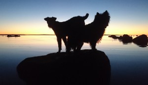 Emilsen viser sånn delvis interesse for flokken sin og blir hvertfall med på å å nyte en fantastisk flott soloppgang på stranda. 