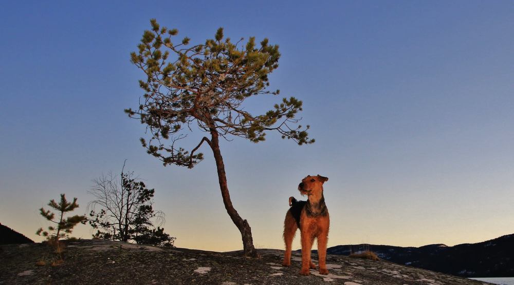 12789643_670130013129928_821475332_o