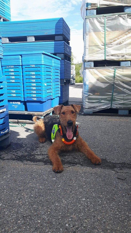 13895371_10153795344205980_1012925514836751638_n