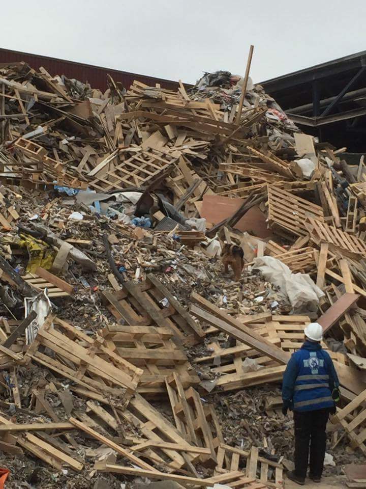 14650615_10153954992920980_7846279850898082452_n