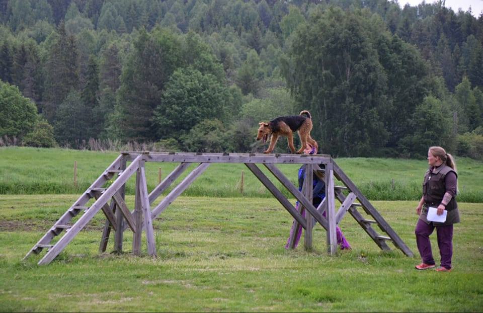 18839069_10154607443755980_5586269078455332595_n