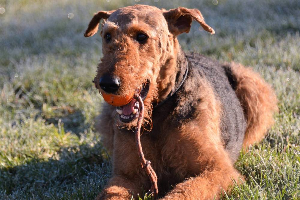 23592258_10154852278442274_808229350141459496_o